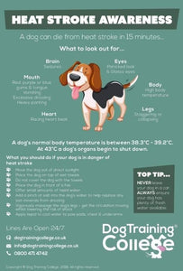 Heat can be fatal to your dog