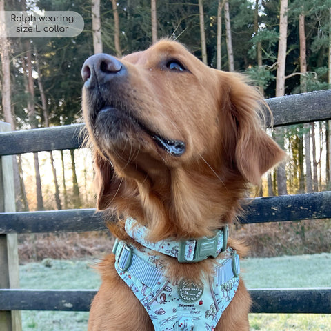 Collar - 100 Aker Wood (Medium)