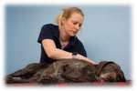 AN EVENING WITH CANINE MECHANICS - 10th SEPETEMBER