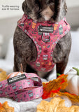Pumpkin Spice Adjustable Harness (XXS)