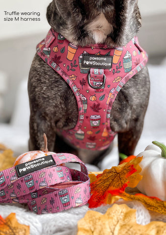 Pumpkin Spice Adjustable Harness (XXS)